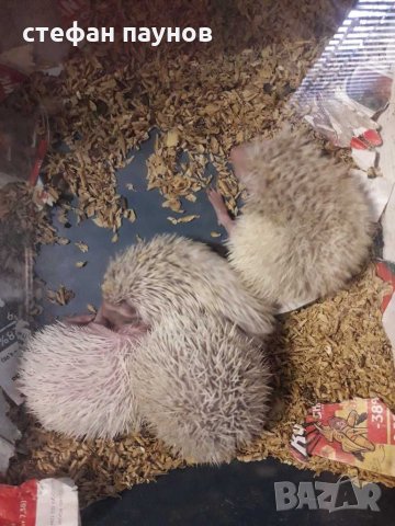 Африкански мини таралежи, снимка 4 - Таралеж - 30536220