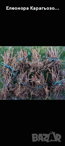 Качествен разсад ягоди и малини, снимка 6 - Разсади - 53879236