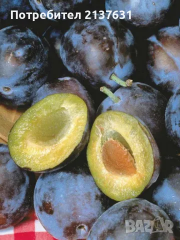 ОБЛАГОРОДЕНИ ДРЪВЧЕТА ЯДЛИВ КЕСТЕН , МУШМУЛА , СЛИВА , БАДЕМИ, снимка 6 - Градински цветя и растения - 49555266