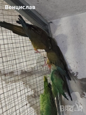 продавам папагали , снимка 2 - Папагали - 54076188