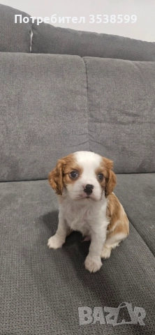 Кавалер Кинг Чарлз Шпаньол , снимка 3 - Кавалер кинг чарлз шпаньол - 52669127