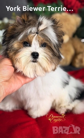 Йорки, мини Момче и момиче с родословие! Доставка 
