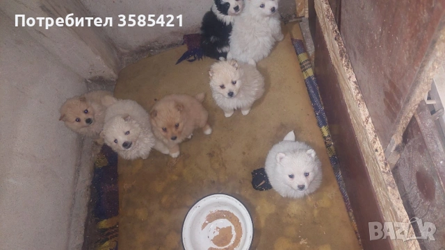 Немски шпиц момичета и момчета търсят новите си грижовни стопани!, снимка 4 - Шпиц - 53007262