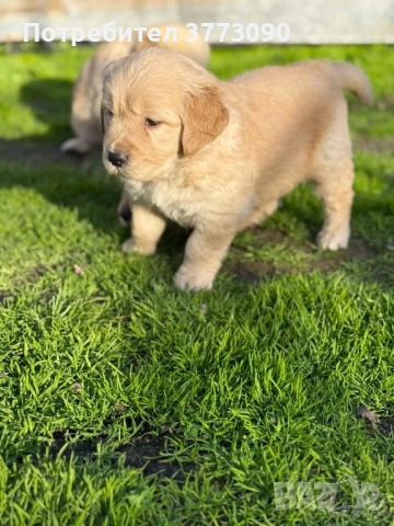 Голдън ретривър кученца , снимка 4 - Голдън ретривър - 52494293