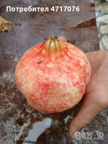 дръвчета нар сорт ундърфул , снимка 4 - Разсади - 53201994