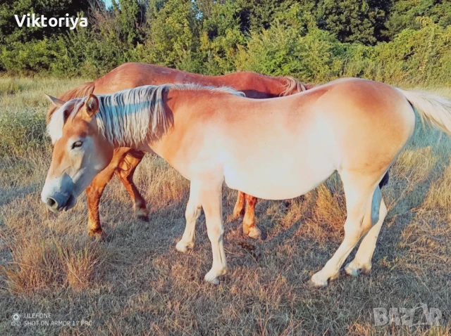 Селскостопански животни, кончета, снимка 16 - Коне - 50977814