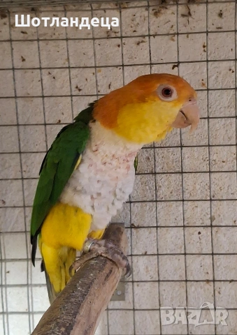 Папагал Кайка-ръжевотеменна