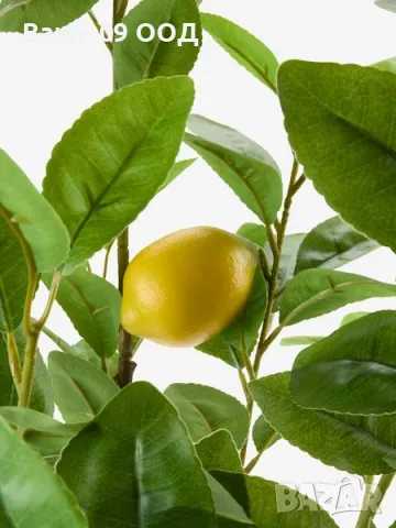 Изкуствено лимоново дръвче, снимка 4 - Декорация за дома - 50312762