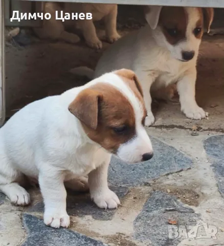Продавам Джак Ръсел териер 