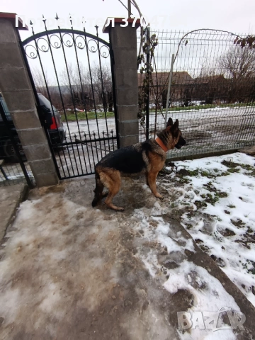 Продавам немска овчарка , снимка 5 - Немска овчарка - 53245024