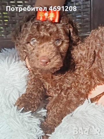 Пудел мини шоколад, снимка 4 - Пудели - 52889210