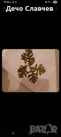 Хербарии за ЛТУ или друг университет , снимка 6 - Ученически пособия, канцеларски материали - 54224038