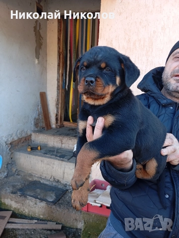 Ротвайлер , снимка 2 - Ротвайлер - 52925466