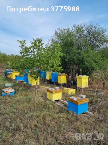 Продавам нови многокорпусни кошери със семейства