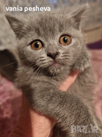 Продавам котета, снимка 9 - Британска късокосместа - 51437570
