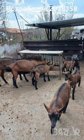 продавам ярета , снимка 5 - Кози - 54105093