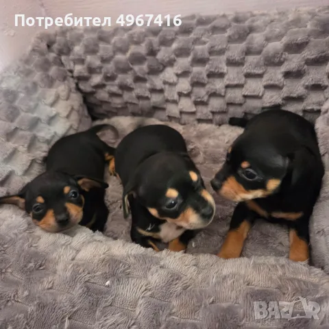 Чистокръвни пинчери