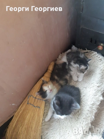 подарявам котенца , снимка 2 - Други - 54191539