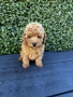 Мини пудели / Mini Poodles, снимка 7