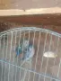 продавам малки александри, снимка 13