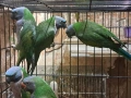 продавам папагали китаиски александар 3 женски 2023 г, снимка 4