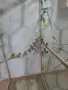 Продавам вълнисти папагали, снимка 5