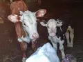 свободни бозайници , снимка 1
