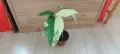 Сингониум (Syngonium) «Imperial White» , снимка 2