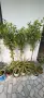 Фикус Бенджамин Microcarpa, височина 150 см, снимка 3