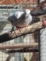 Продавам сенегалски гургулици, може и бартер, снимка 2