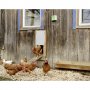 Автоматична Врата за Кокошки, снимка 1 - За птици - 34293814