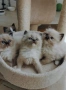 Ragdoll рагдол/регдол  котe / котета, снимка 4