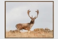 Фотокартина с елен лопатар, снимка 1