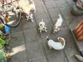 Джак Ръсел Jack Russell, снимка 4