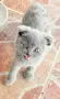 британски котки, снимка 6