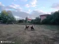 Поземлен имот в с. Горна Росица, снимка 3