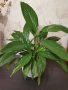 Спатифилиум, снимка 2