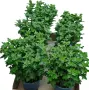 Кълбовидна хризантема 2.80€ за брой , снимка 14