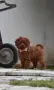 Той пудел Toy poodle, снимка 2