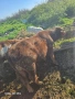 teleta napulno yadat za poveche in tl 0886609713, снимка 5