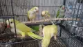 ръчно хранени папагали монах , снимка 1