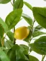 Изкуствено лимоново дръвче, снимка 4