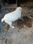 Джак ръсел женско, снимка 4