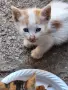 Спешно търсим осиновители за изхвърлени в кашон малки котенца , снимка 3