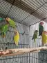 розовобузи неразделки , снимка 3