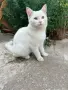 Търси се дом за бяло коте  на 4-5 месеца! , снимка 1