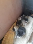 подарявам котенца , снимка 2