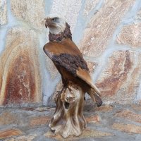 Декоративна фигура- Белоглав орел, снимка 4 - Статуетки - 33993501