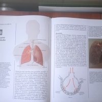 Детска енциклопедия "Знание" : Човешкото тяло, снимка 3 - Детски книжки - 42135338