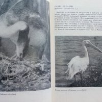 Защитените птици в България - Т.Мичев,Н.Райков - 1980г. , снимка 3 - Енциклопедии, справочници - 42235831